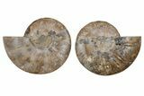 Cut & Polished, Agatized Ammonite Fossil - Madagascar #212891-1